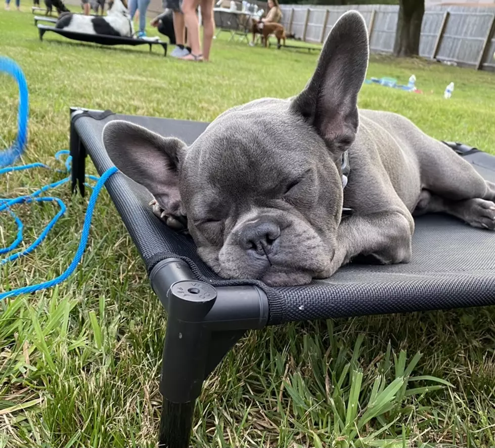 Woof! Is A Brand New Doggy Daycare Opening On Rt. 35 In Wall?