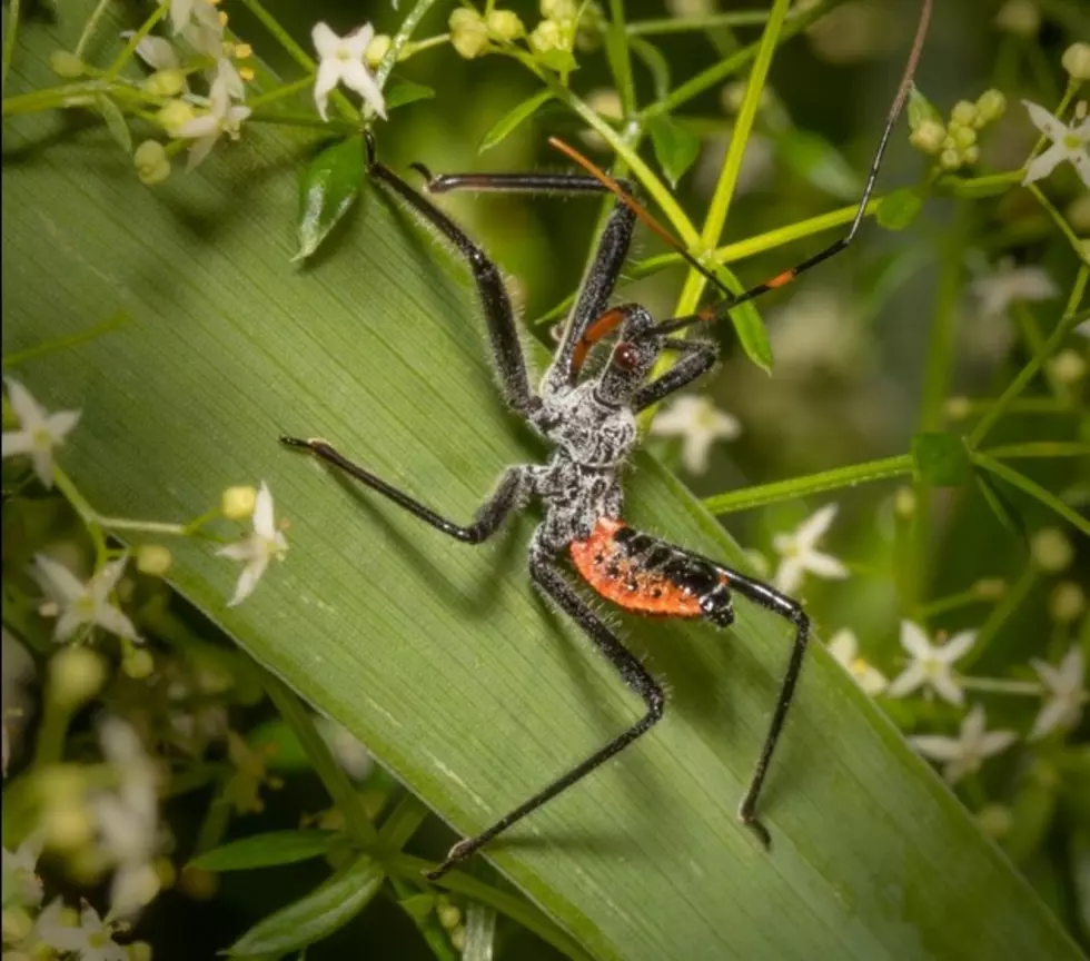 Yuck! These Gross, Scary Bugs Really Do Live At The Jersey Shore