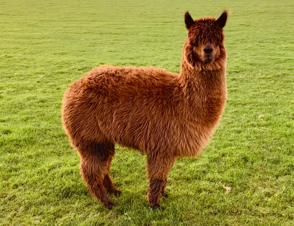 Stressed Out? Hike With A New Jersey Llama For Mental Health