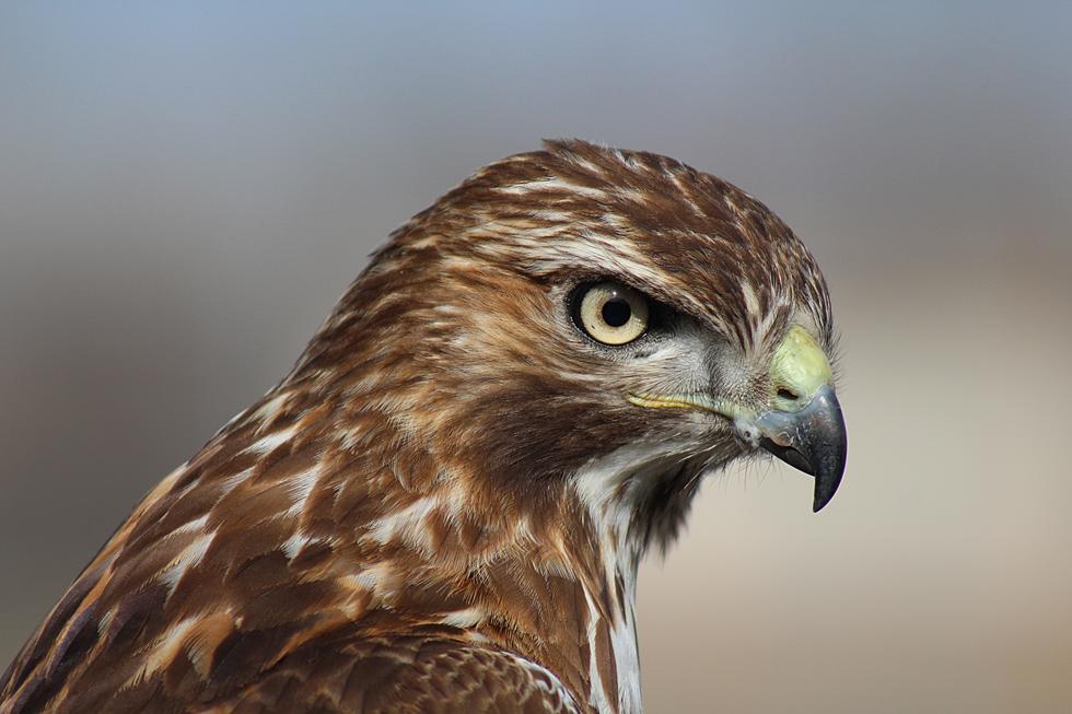 Hawk Attacks On The Rise In New Jersey, Amazing Invention Protects Your Pets