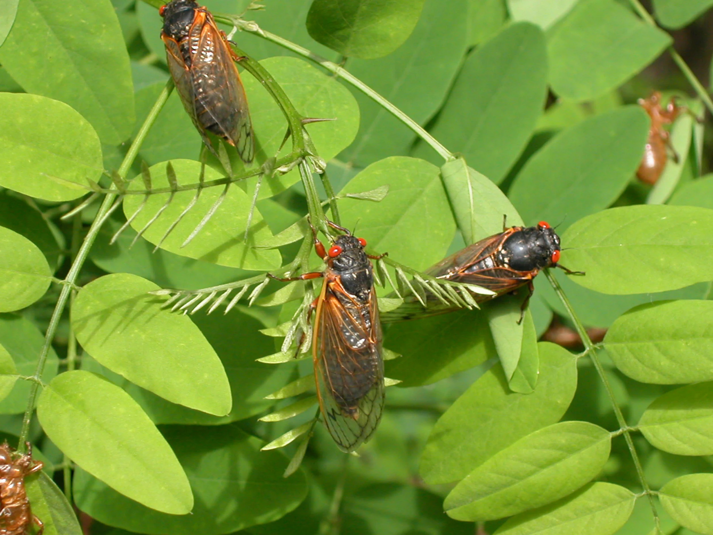 Cicadas In New Jersey