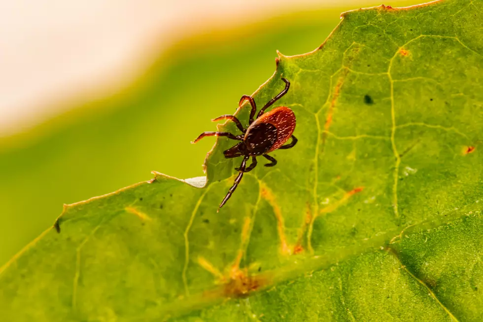 Ominous Tick Season For New Jersey…Did You Know You Can Test Your Tick?