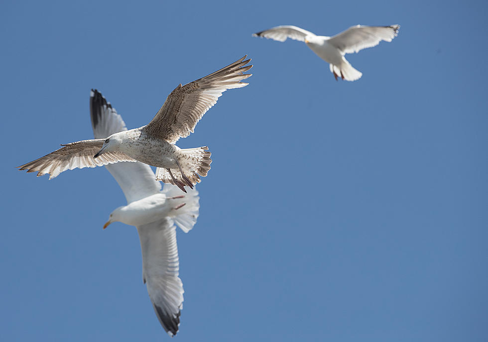Simply alarming: To the family who fed seagulls on the beach