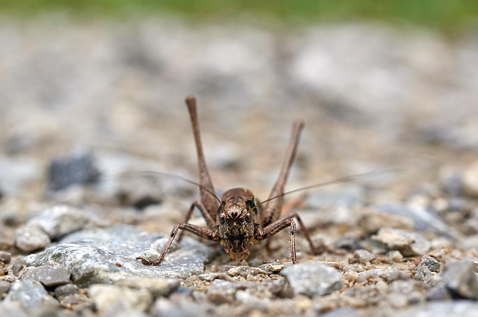 Three Creepy Ugly Bugs That Call New Jersey Their Home