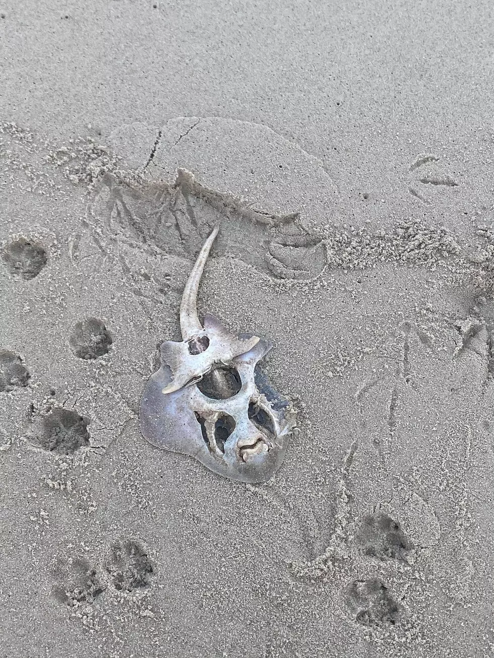Attention Sea Lovers: What In The Crap Is This Creature Found At The Jersey Shore, NJ?