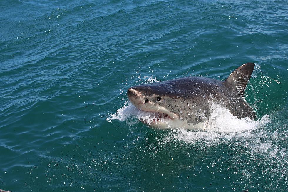 There's a 1,000-pound great white shark swimming near the Jersey