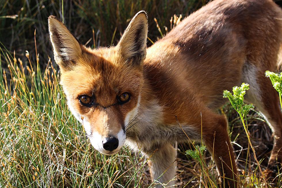 Wow!  Ocean County, New Jersey Teen Heroically Saved His Little Sister From Fox Attack