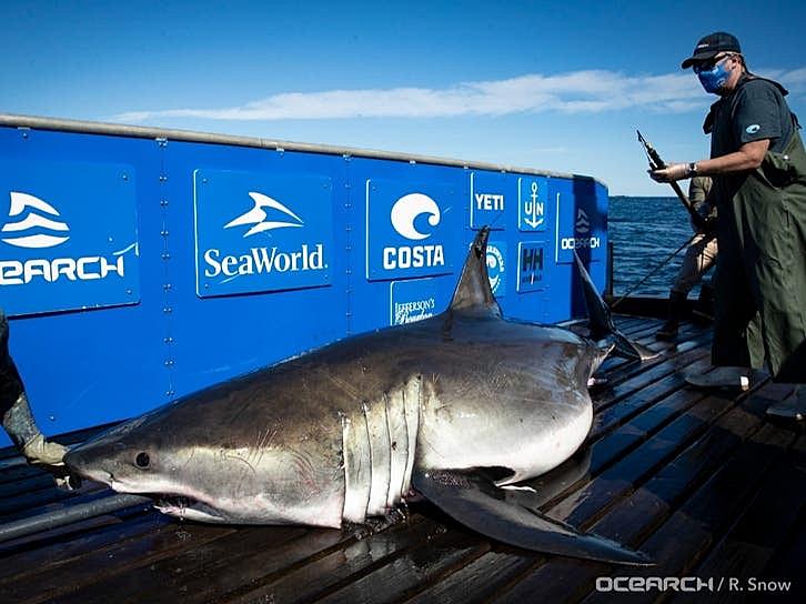 Massive 1,400 Pound Shark Surfaces Alarmingly Close to Brick