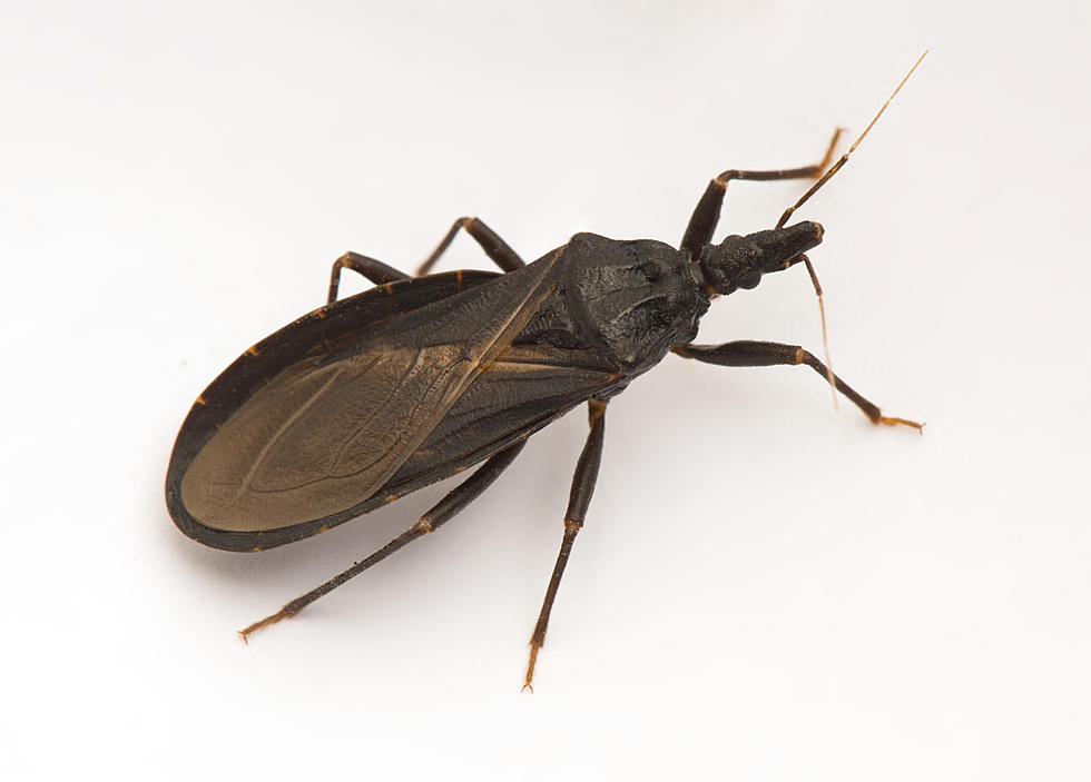 CDC Warns New Jersey About the Terrifying and Potentially Deadly ‘Kissing Bug’