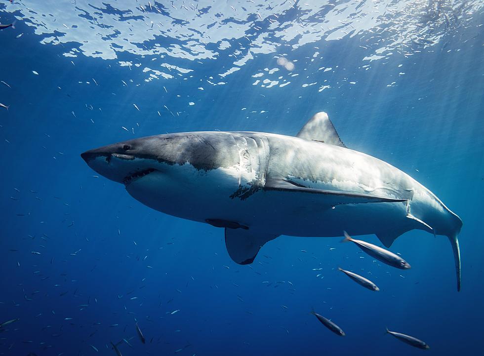 WOW! 1,400 Lb Great White Spotted On Our Jersey Shore Coast 