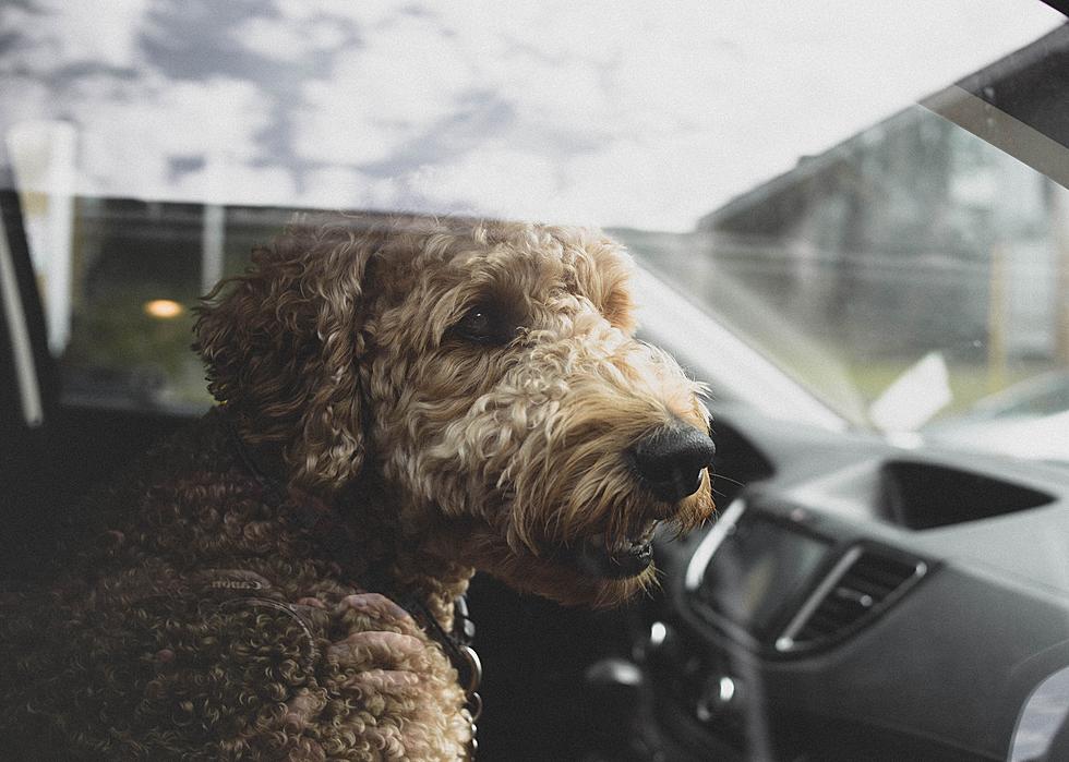 Is it Illegal in New Jersey to Break a Window to Rescue a Dog in a Hot Car?