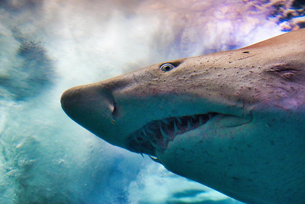 Massive 1,400 Pound Shark Surfaces Alarmingly Close to Brick