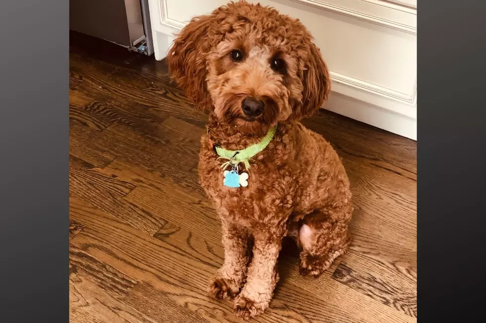 Fozzie Bear After His First Professional Haircut