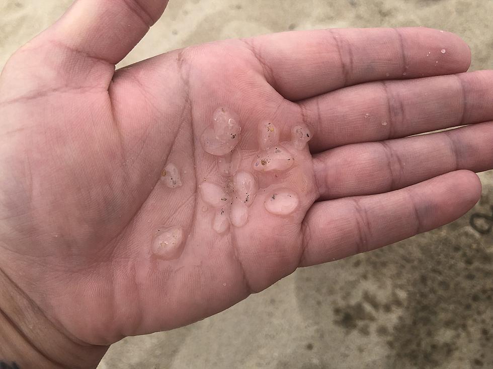 What are these tiny, slimy, jellyfish-like things in the NJ ocean water?