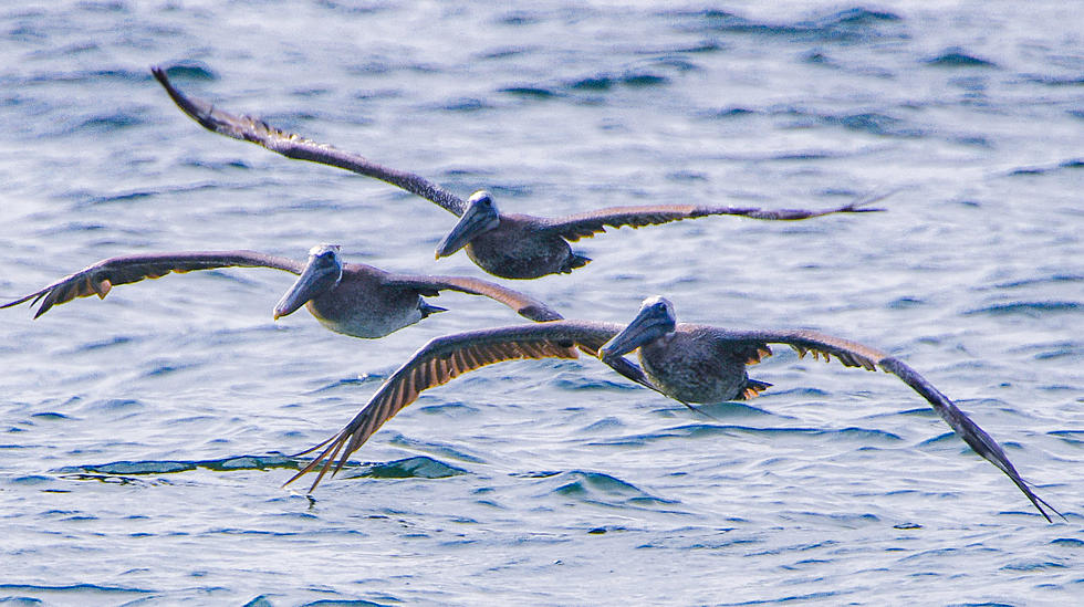 10 Beautiful Facts About The Island Beach State Park Pelicans