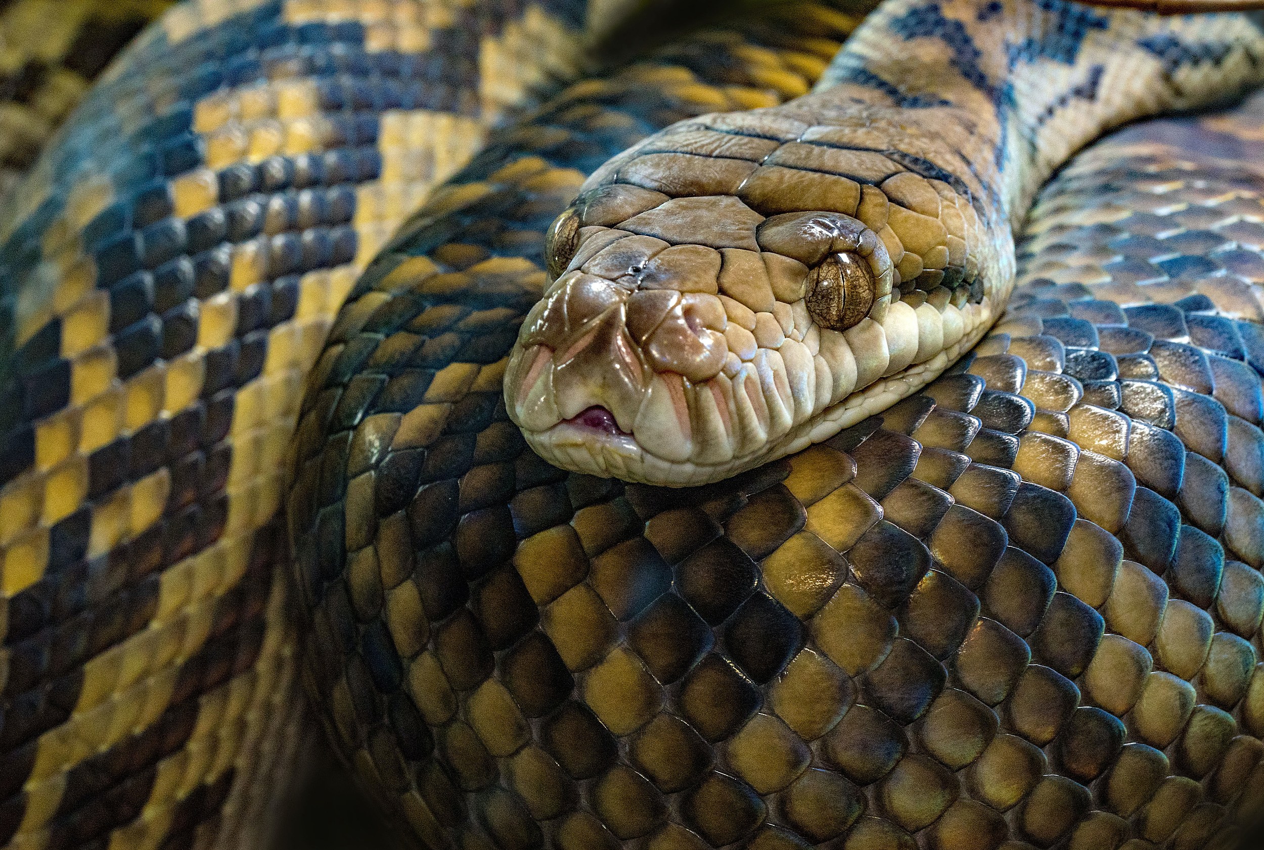 Venomous Snakes In New Jersey