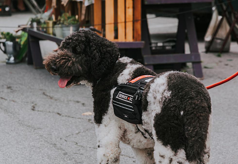 People At The Jersey Shore Abusing The Power Of "Service Dogs"?