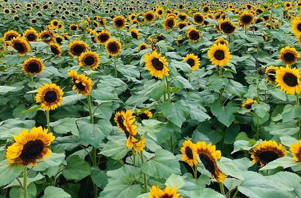 Picturesque NJ Farm Has Millions of Sunflowers For You to Pick