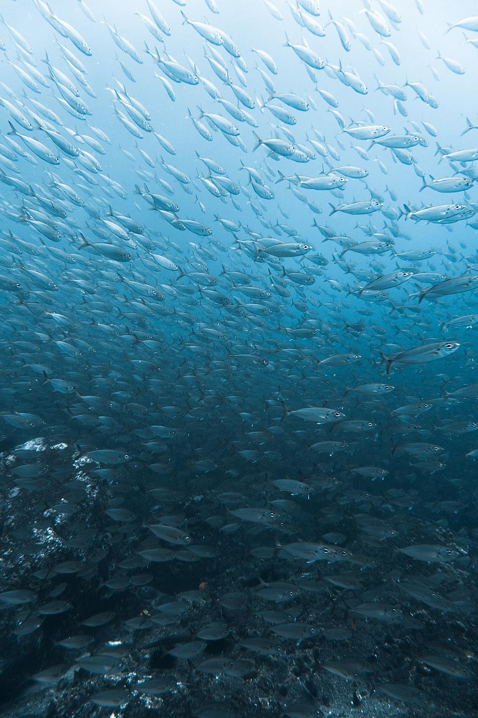 What?! Marine Life Testing Positive For THC Off The Coast Of Asbury Park, New Jersey?