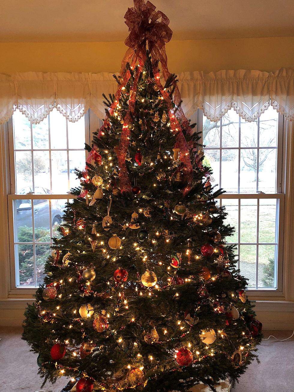 The Heartwarming Story of this Miraculous New Jersey Christmas Tree