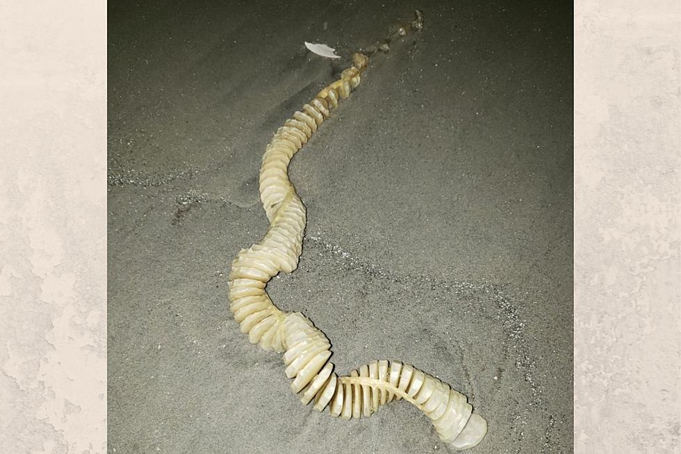 What In The World Is Washing Up On Our New Jersey Beaches Right Now?