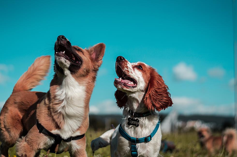 25 Adorable Dogs You Can Adopt Right Now At The Monmouth County SPCA