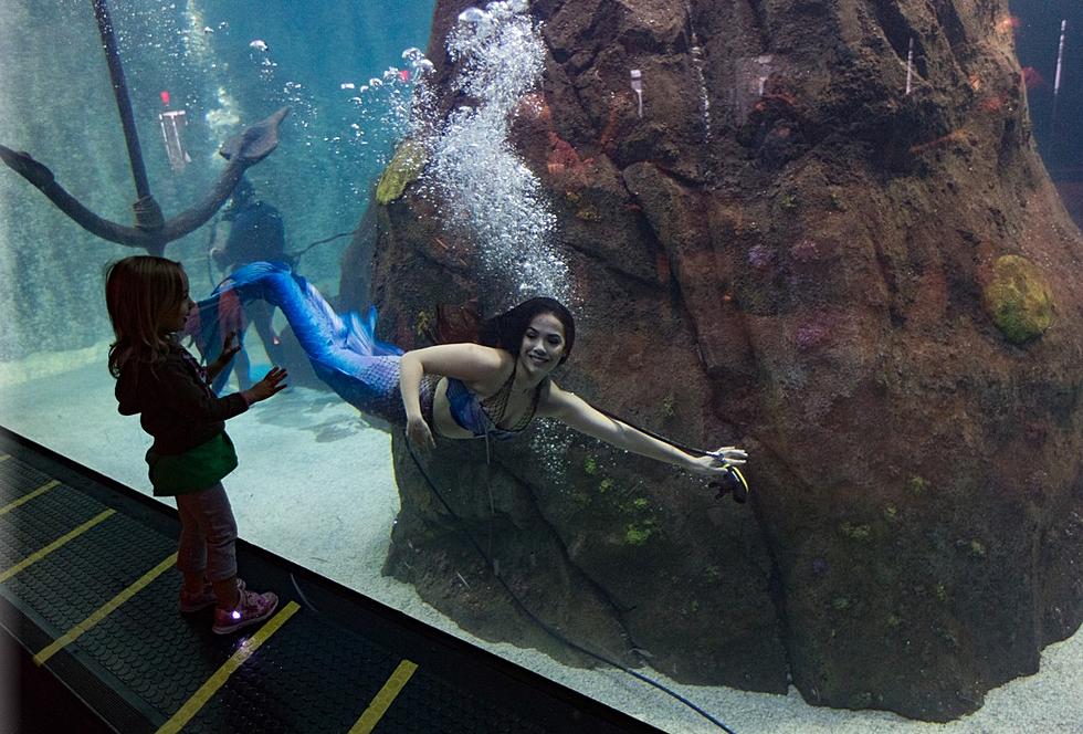 Magical Mermaids Really DO Exist in New Jersey