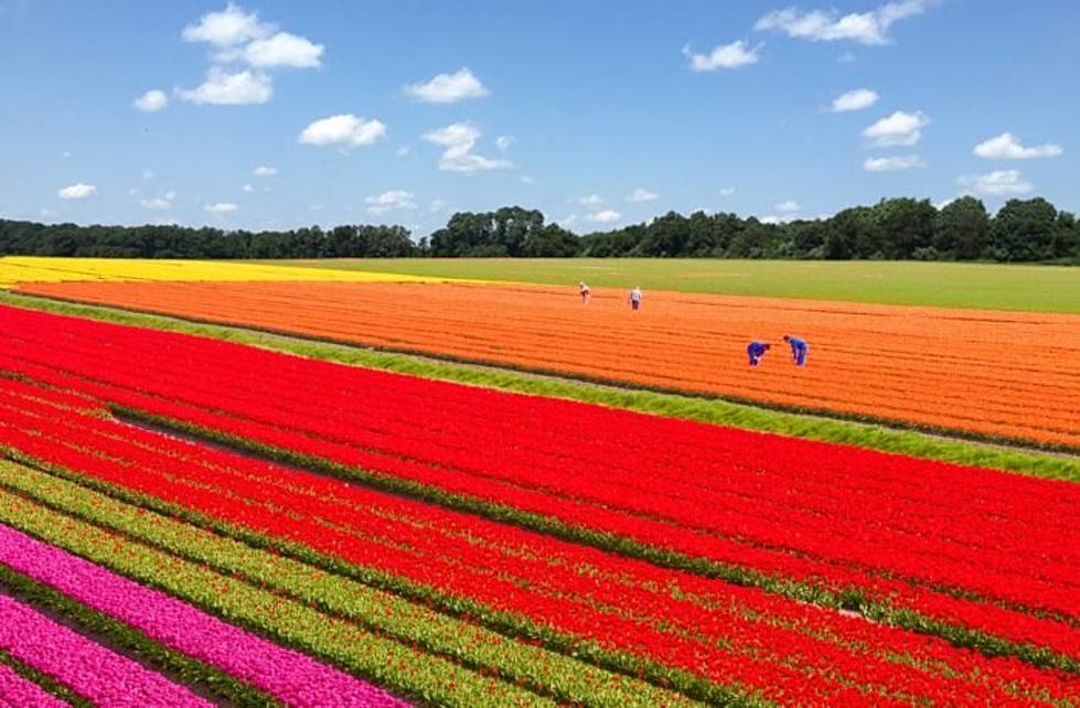 Celebrate Spring At The Largest Flower Farm In New Jersey