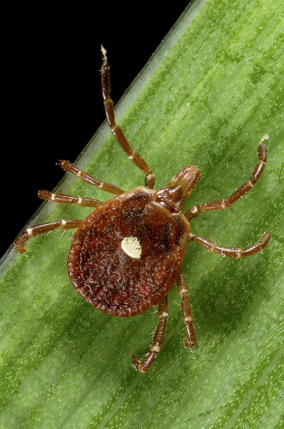 Potentially Deadly Tick-borne Virus Found Close to NJ