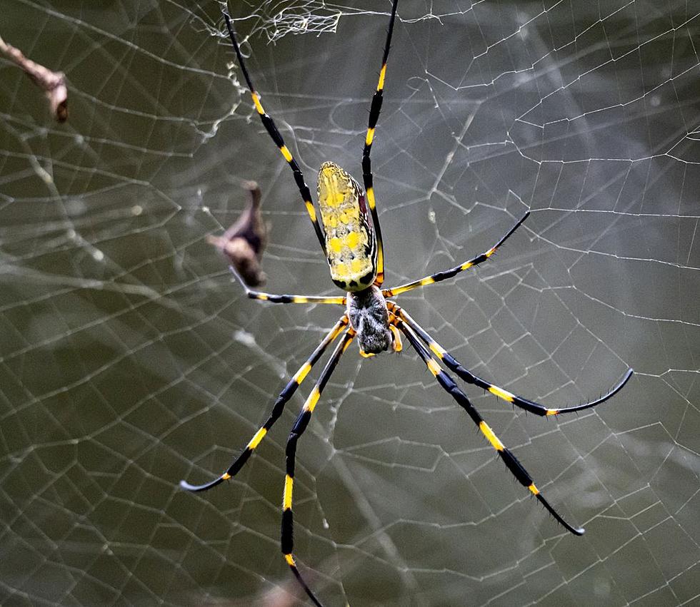 Millions Of Hand-Sized Spiders Will Take Over Jersey This Spring