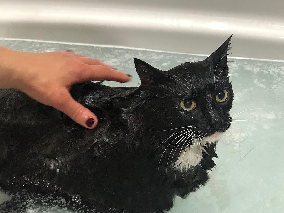 Listen To Shannon Holly's Cat Say 'NOOOOO' While Giving It A Bath