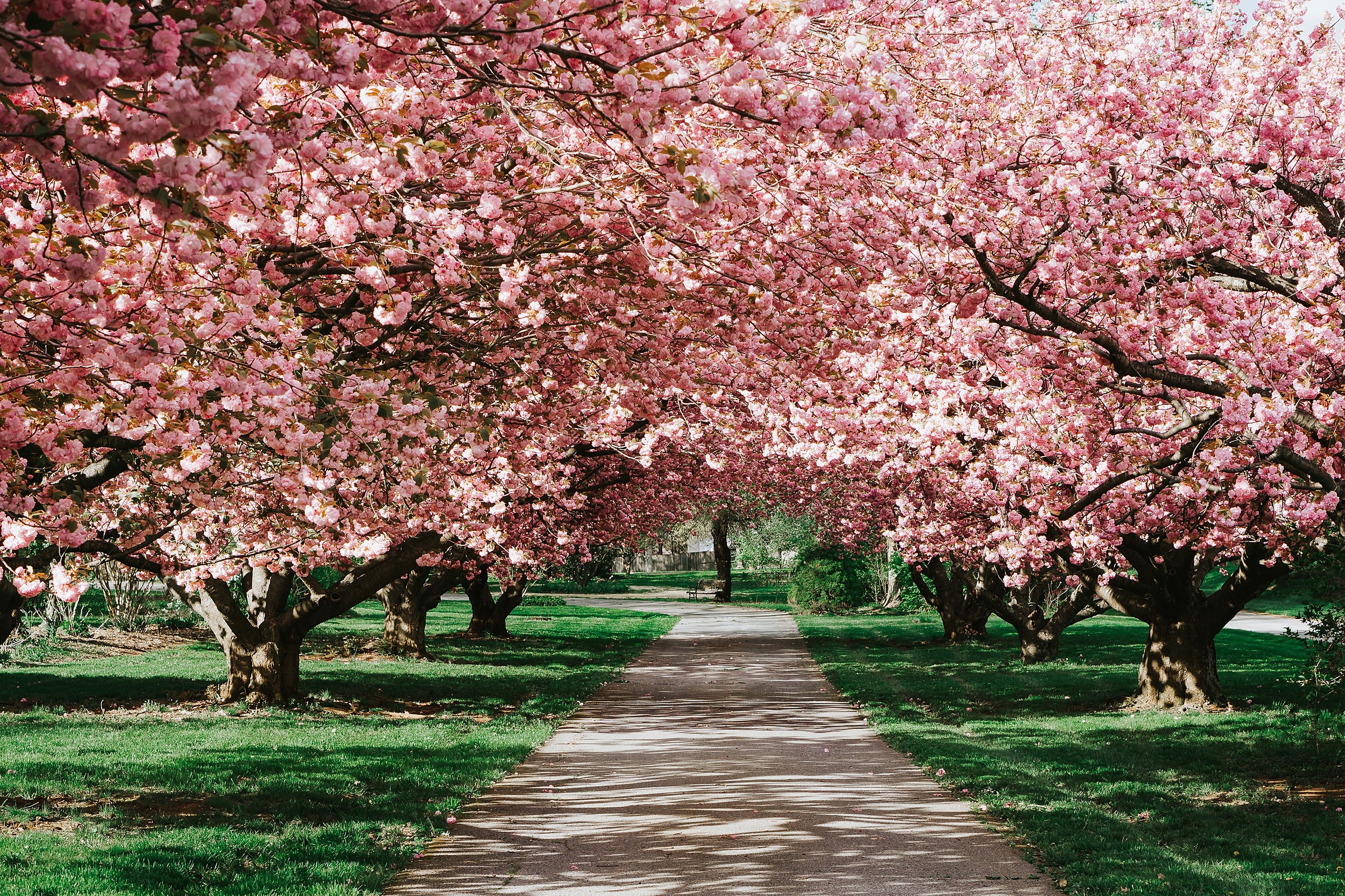 Cherry Blossom Season is Here!