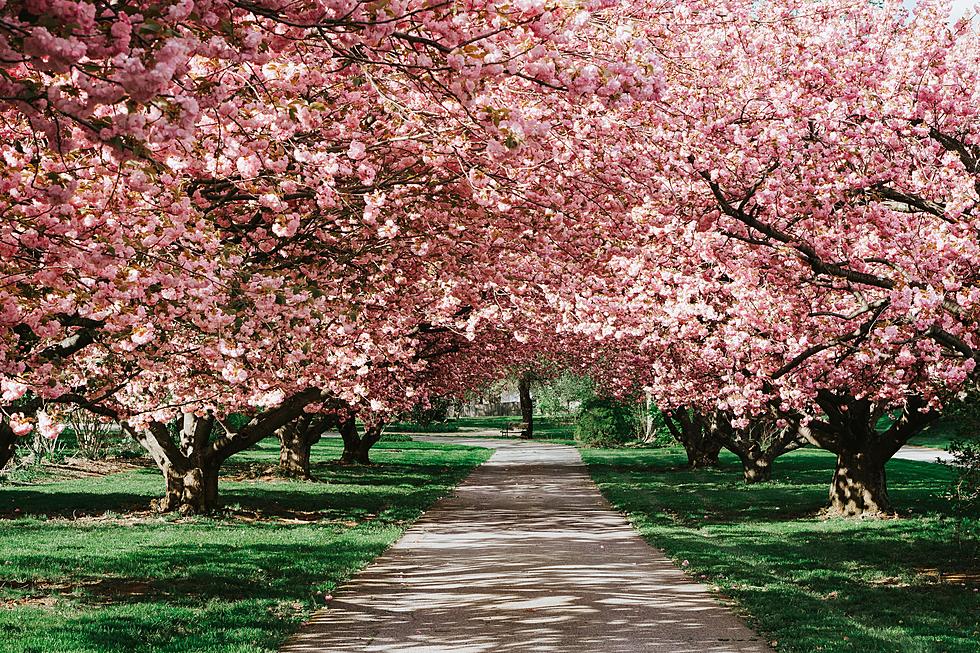 Why Go To D.C.? The Most Stunning Cherry Blossoms Are Right In NJ