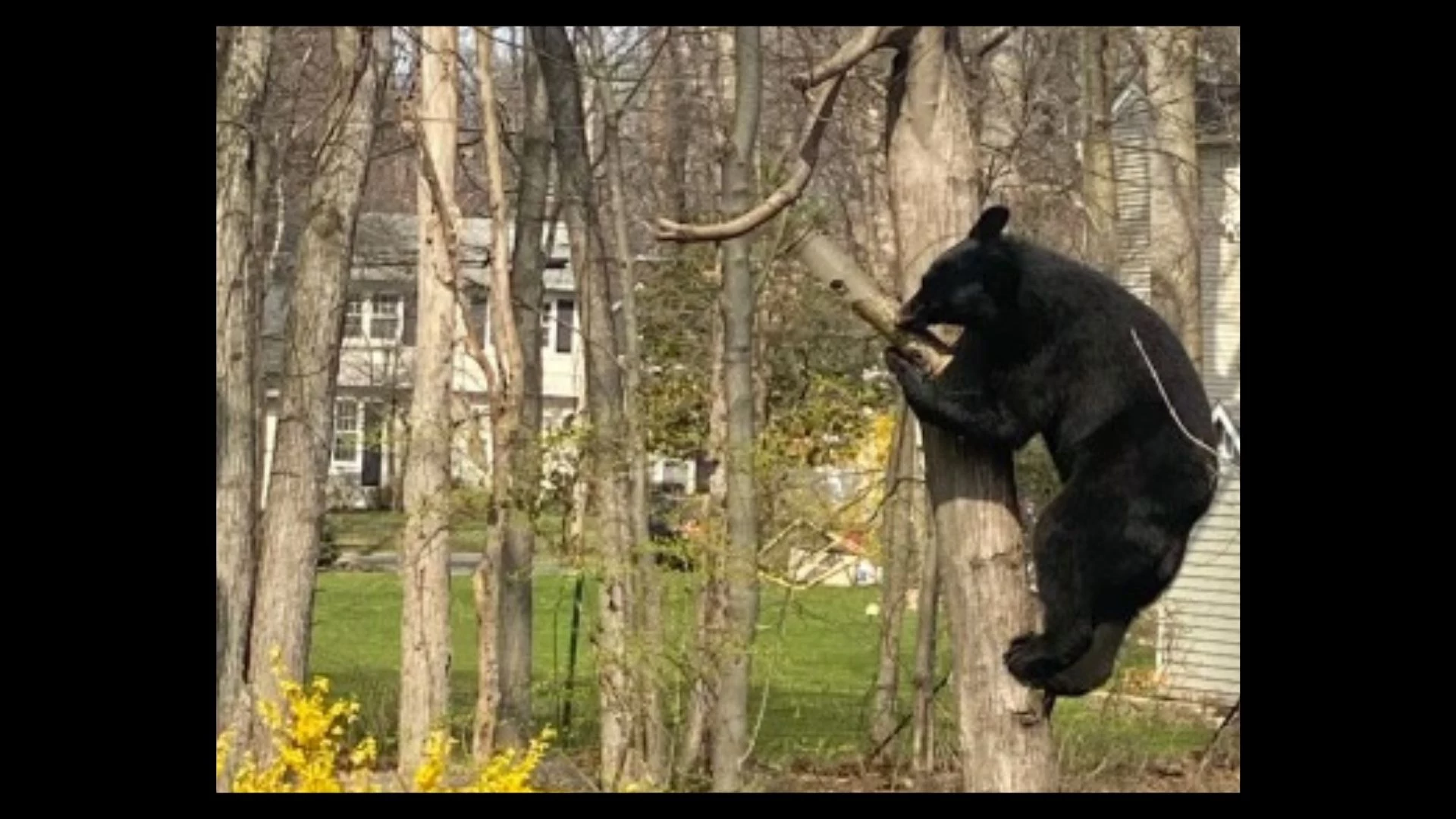 Confirmed Bear Sighting In Freehold, New Jersey