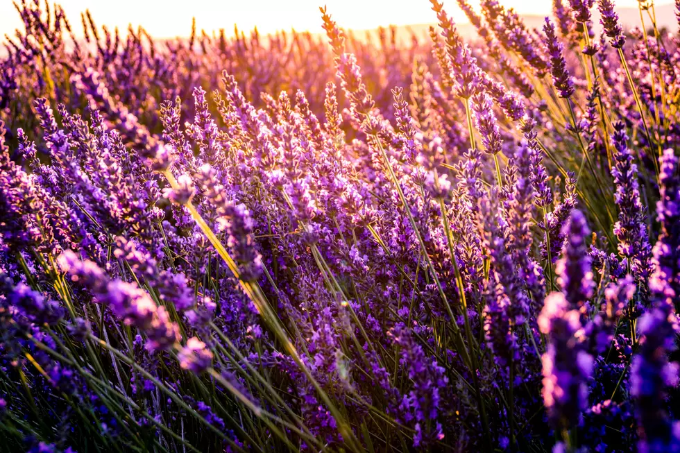 This New Jersey Pick Your Own Lavender Farm Is Breathtaking