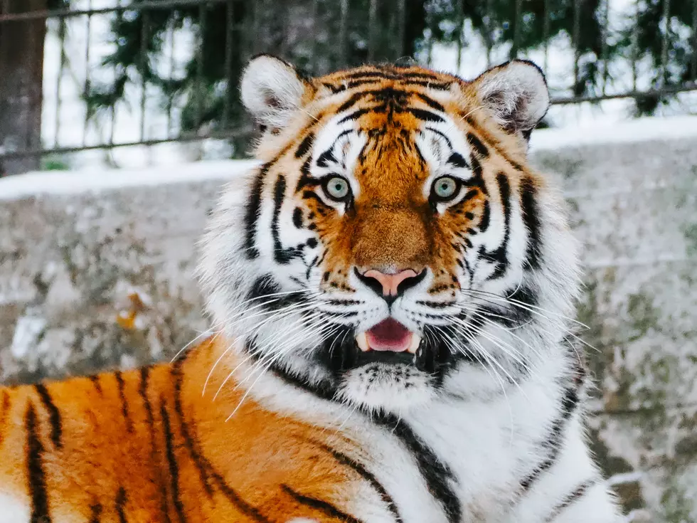 New Jersey Siberian Tiger Helps Save The Species With Extra Cubs