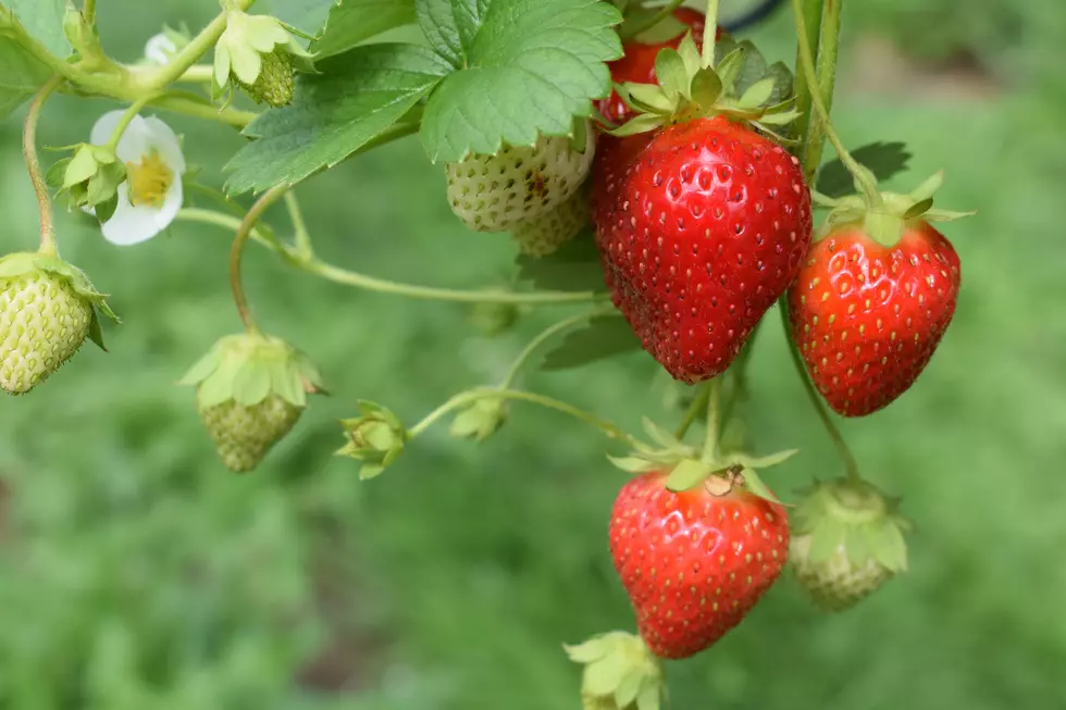 Don&#8217;t Miss This Juicy New Jersey Strawberry Festival This Weekend