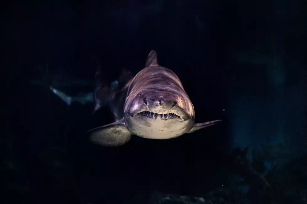 3500 Pound Shark Once Swam Off NJ Coast
