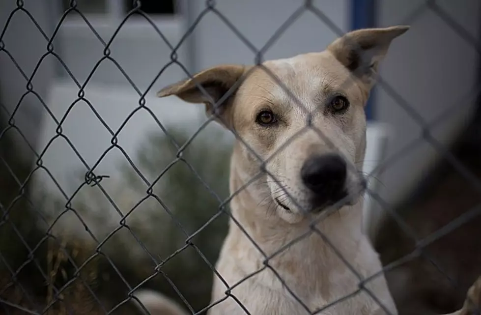 New Animal Law Passed In Arkansas Is Desperately Needed In New Jersey