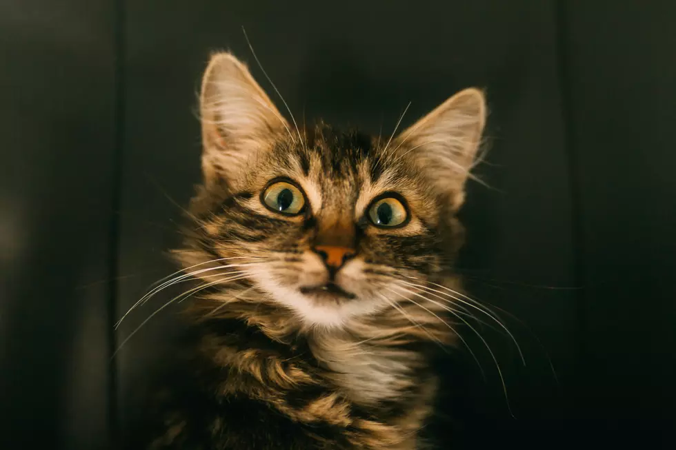 Photo by Anton Darius on Unsplash