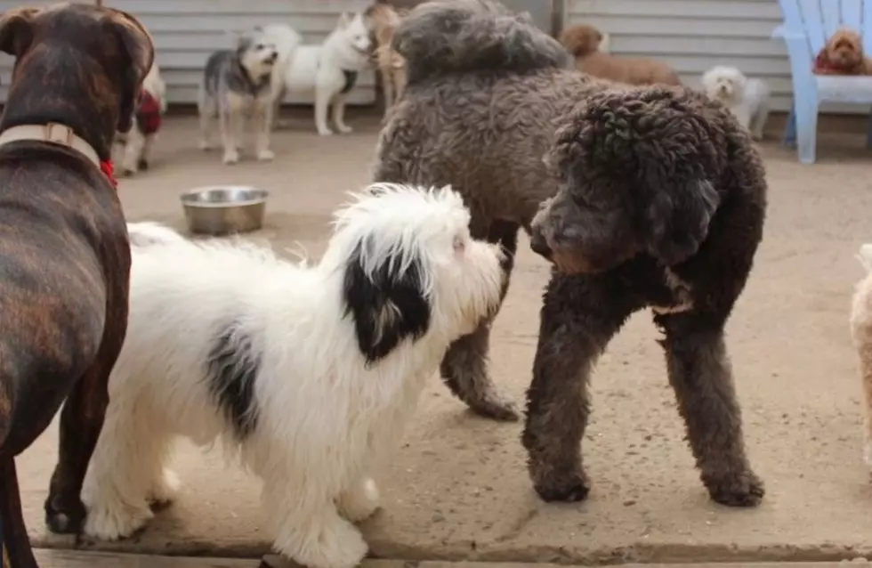 Full-Service Pet Facility Opening New Location In Middletown