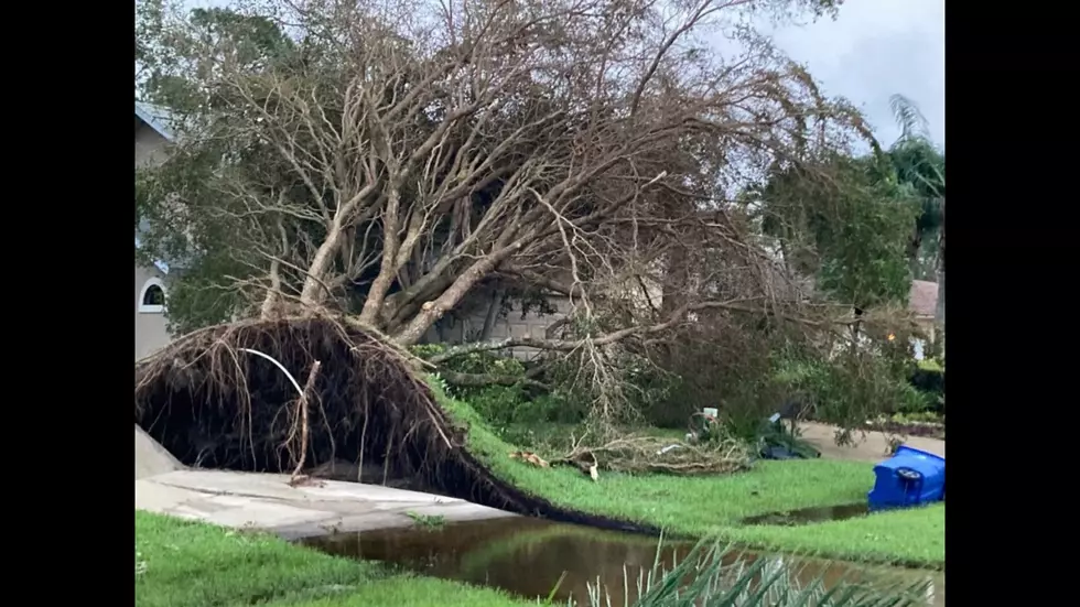 Hurricane Ian Has Sharks Swimming In The Florida Streets