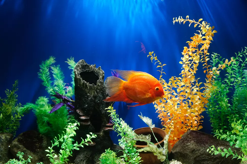 Changing Your Fish Tank Can Get You Really Sick