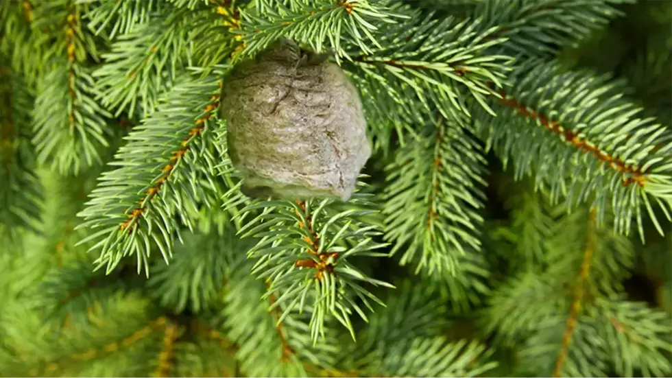 OMG!!!! If You See A Clumpy Mass In Your Christmas Tree Get Rid Of It ASAP!