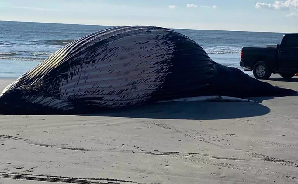 How Do You Dispose Of A Beached Whale In New Jersey?