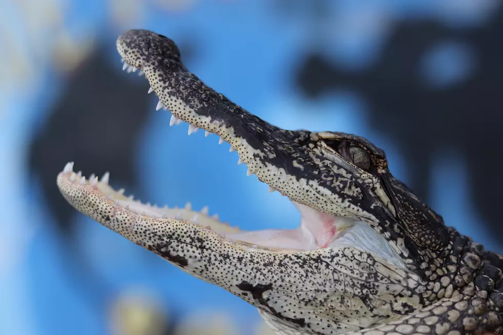 Alligator Found In Monmouth County, New Jersey Abandoned Lot