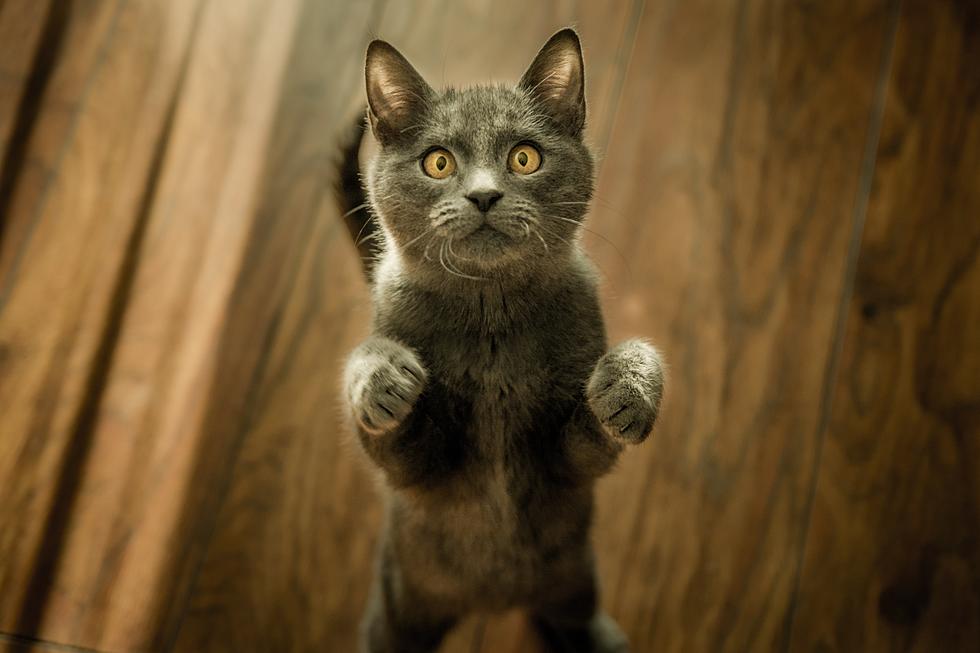 It Could Soon Be Against The Law To Declawing Your Cat In NJ