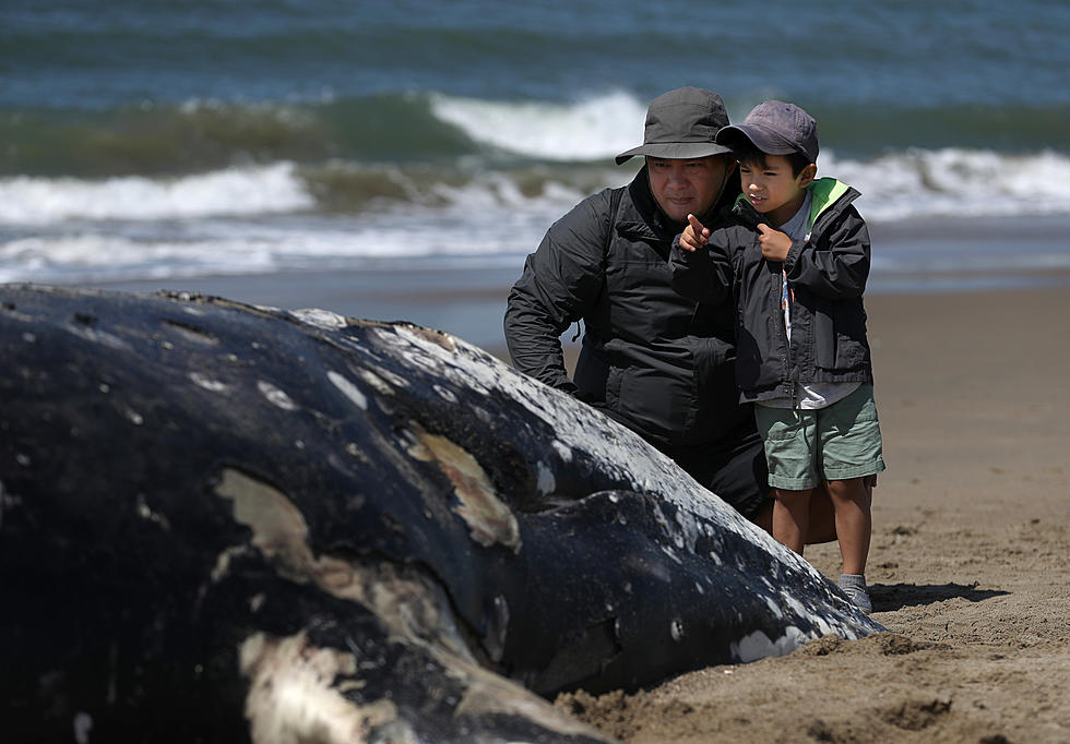 Why Are We Doing This To Our Whales? Another Washes Up Seaside Park, New Jersey