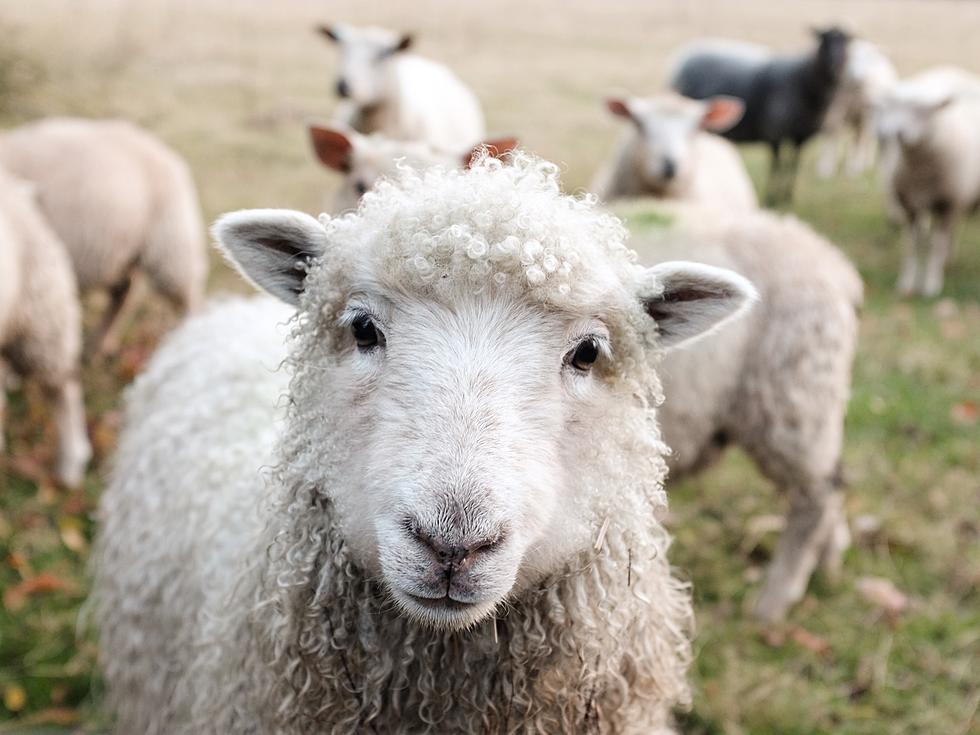 Freedom Fighting Sheep Escaped A New Jersey Slaughterhouse 