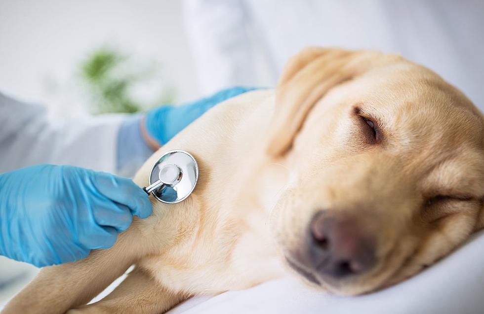 Veterinarians Warn this Common Food Could Kill New Jersey Dogs